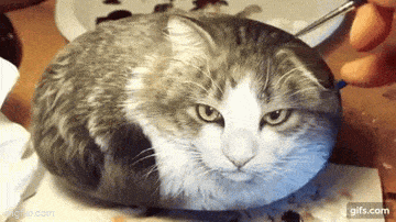 Daily Gifdump Daily Gifdump