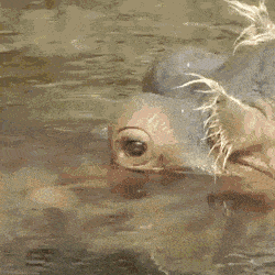 Daily Gifdump Daily Gifdump