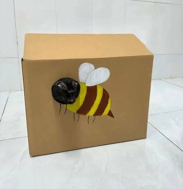 Animals In Comedy Chaos Animals In Comedy Chaos