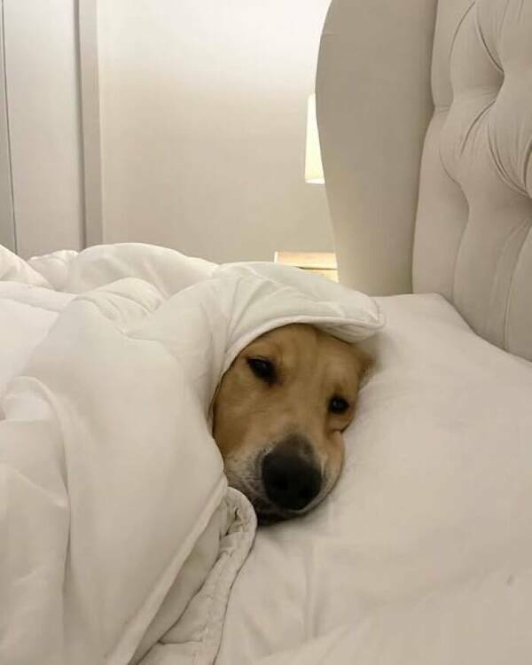 Animals In Comedy Chaos Animals In Comedy Chaos