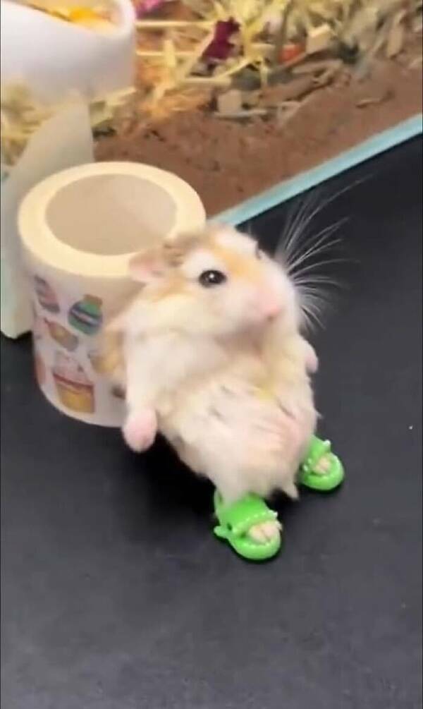 Animals In Comedy Chaos Animals In Comedy Chaos