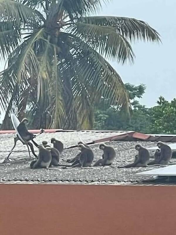 Animals In Comedy Chaos Animals In Comedy Chaos