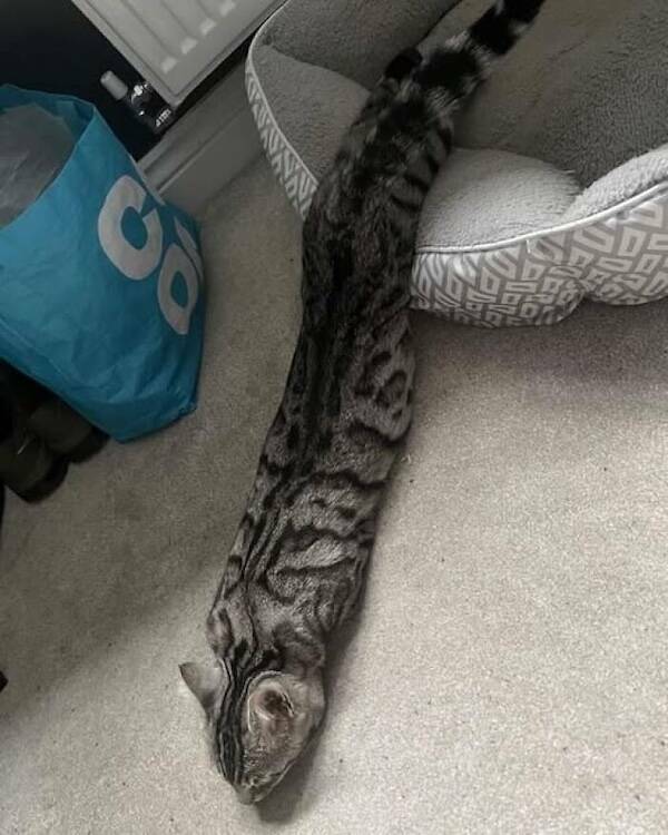 Animals In Comedy Chaos Animals In Comedy Chaos