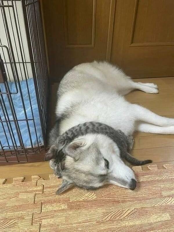 Animals In Comedy Chaos