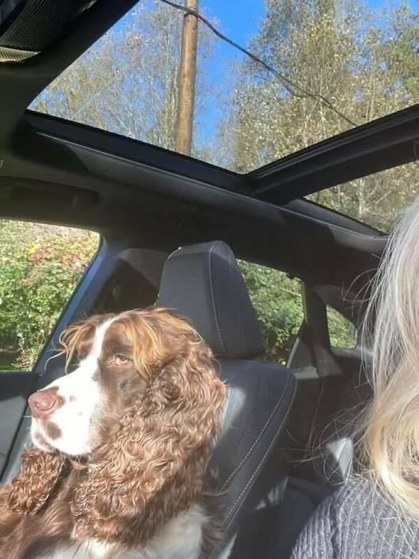 Animals In Comedy Chaos