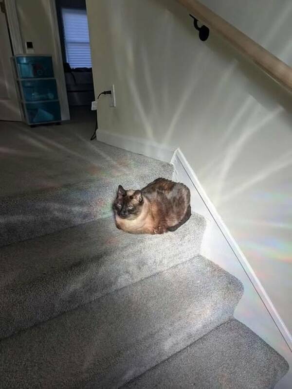 Animals In Comedy Chaos