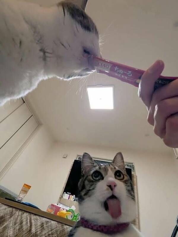 Animals In Comedy Chaos