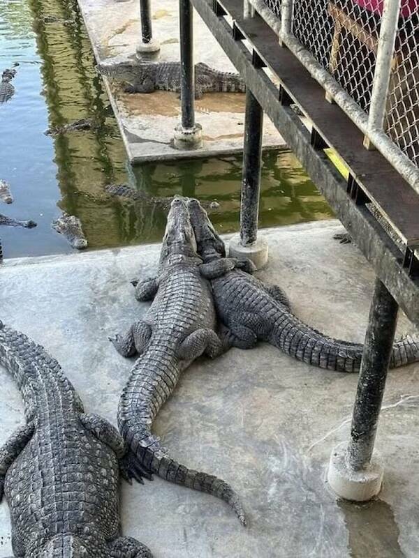 Animals In Comedy Chaos