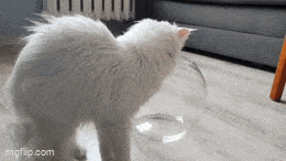 Daily Gifdump Daily Gifdump