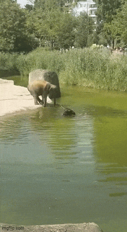 Daily Gifdump Daily Gifdump