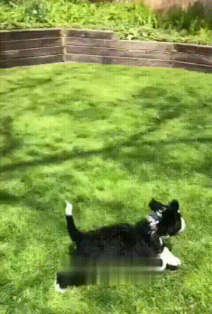 Daily Gifdump Daily Gifdump