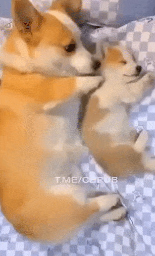 Daily Gifdump Daily Gifdump