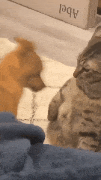 Daily Gifdump Daily Gifdump