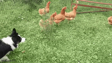 Daily Gifdump Daily Gifdump