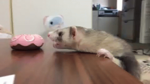 Daily Gifdump Daily Gifdump