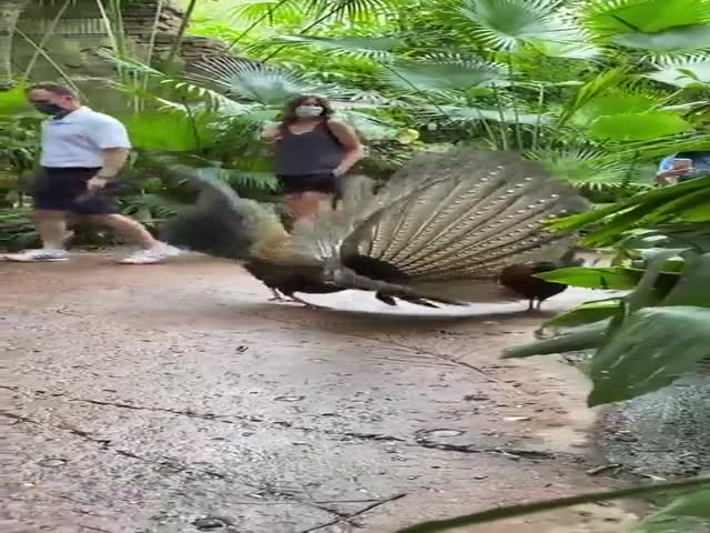 A Male Pheasant Is Trying To Impress Her But She Is Not Impressed!