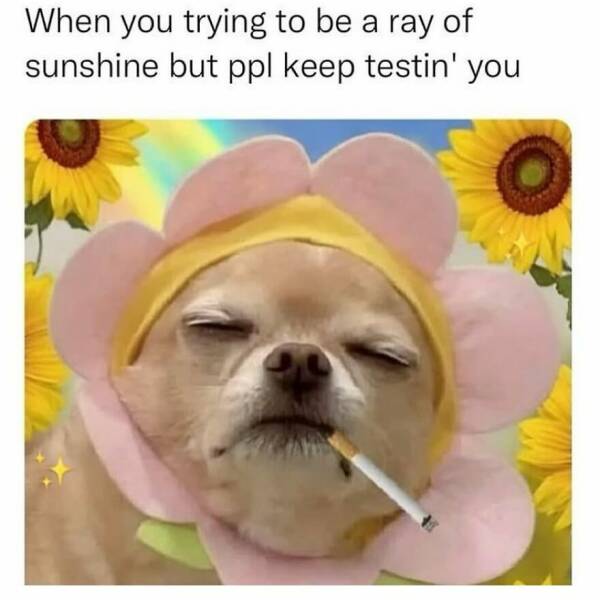 Hilarious Memes That Totally Feel Like You Hilarious Memes That Totally Feel Like You