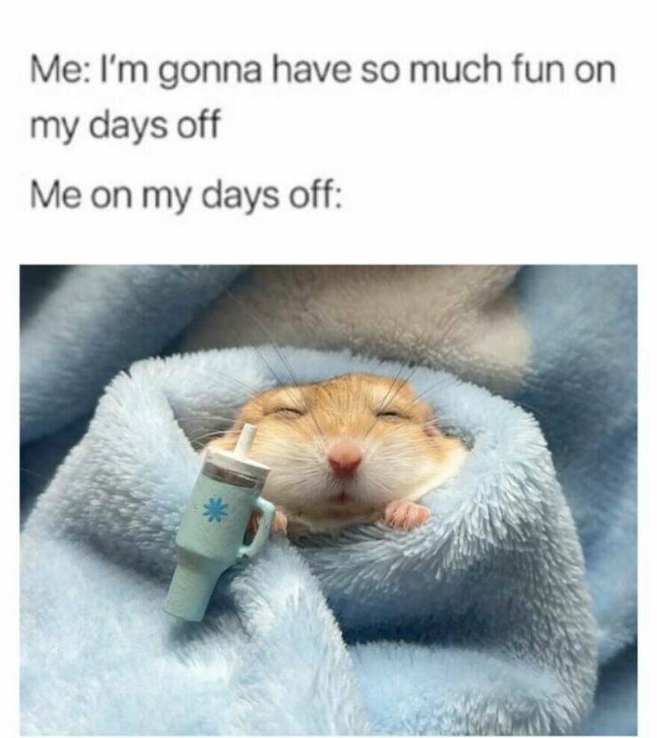 Hilarious Memes That Totally Feel Like You