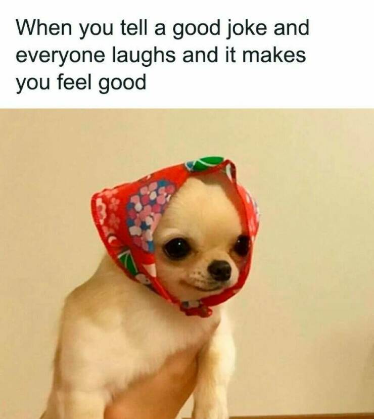 Hilarious Memes That Totally Feel Like You Hilarious Memes That Totally Feel Like You