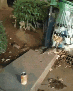 Daily Gifdump Daily Gifdump