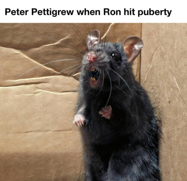 Magical Memes Straight From Hogwarts