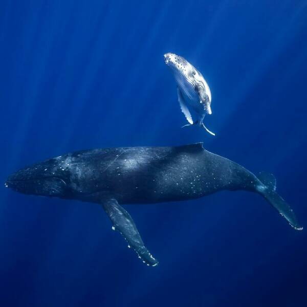 The Magical Beauty Of The Ocean