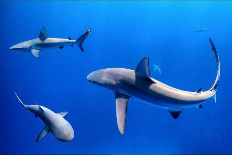 The Magical Beauty Of The Ocean