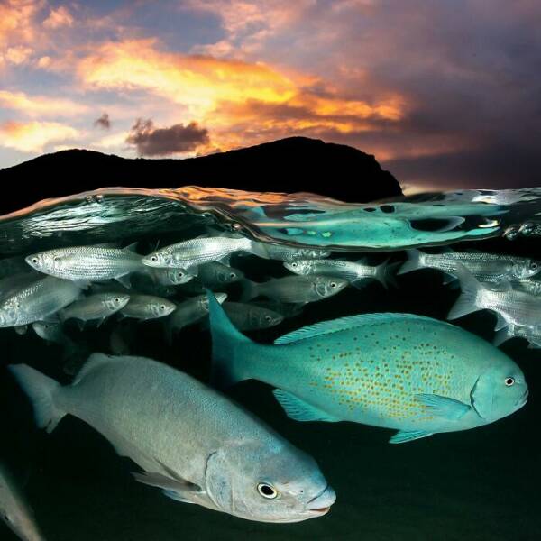 The Magical Beauty Of The Ocean The Magical Beauty Of The Ocean