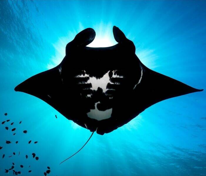 The Magical Beauty Of The Ocean The Magical Beauty Of The Ocean