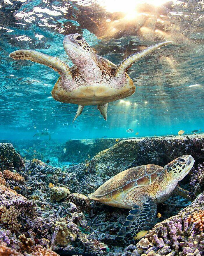 The Magical Beauty Of The Ocean The Magical Beauty Of The Ocean