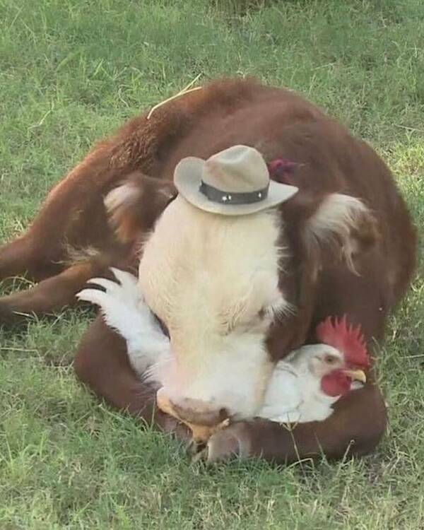 Uplifting Photos To Brighten Your Day Uplifting Photos To Brighten Your Day