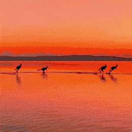 Daily Gifdump [WEEKEND EDITION]