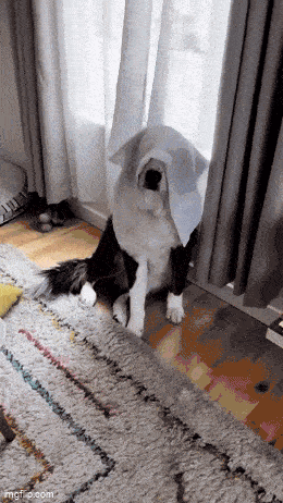 Daily Gifdump [WEEKEND EDITION]