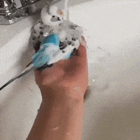 Daily Gifdump [WEEKEND EDITION]