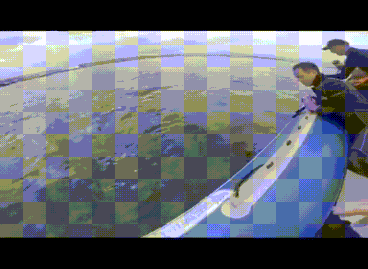 Daily Gifdump [WEEKEND EDITION]