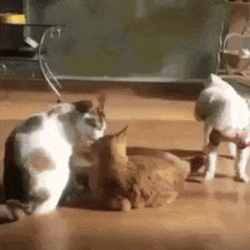 Daily Gifdump [WEEKEND EDITION]