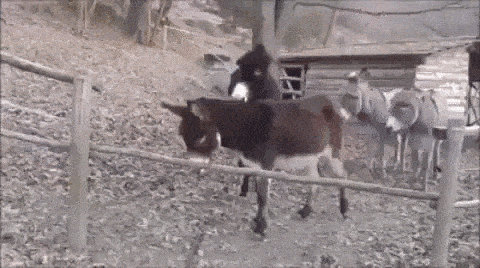 Daily Gifdump [WEEKEND EDITION]