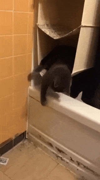 Daily Gifdump [WEEKEND EDITION]