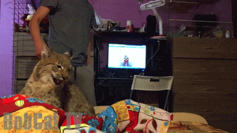 Daily Gifdump [WEEKEND EDITION]