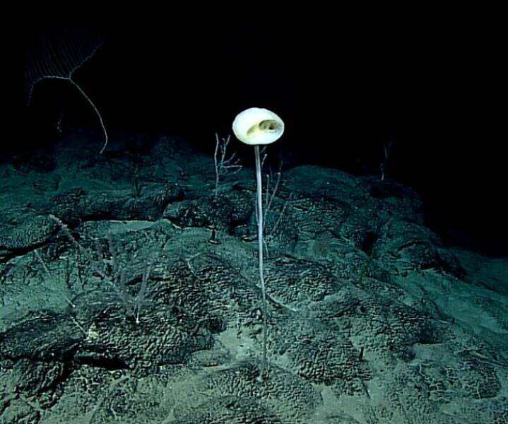 Strange Things The Ocean Unexpectedly Revealed