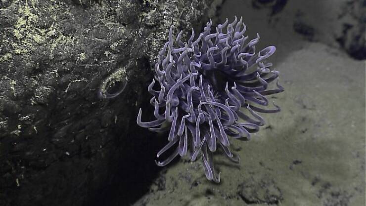 Strange Things The Ocean Unexpectedly Revealed