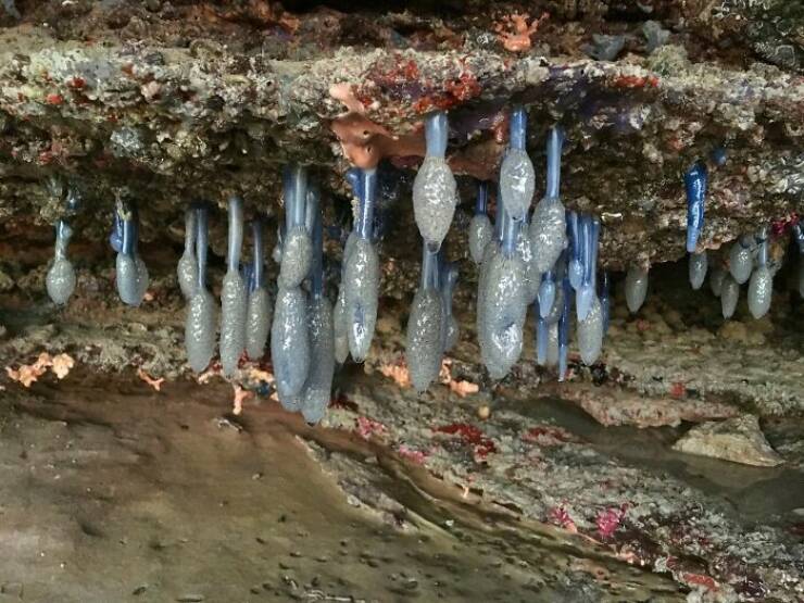 Strange Things The Ocean Unexpectedly Revealed