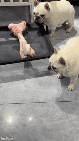 Daily Gifdump Daily Gifdump