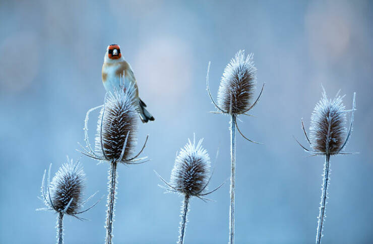 Stunning Images Show The Secret World of Wild Birds