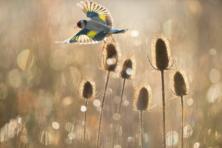 Stunning Images Show The Secret World of Wild Birds