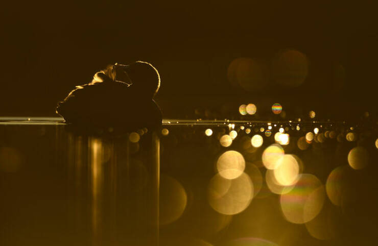 Stunning Images Show The Secret World of Wild Birds