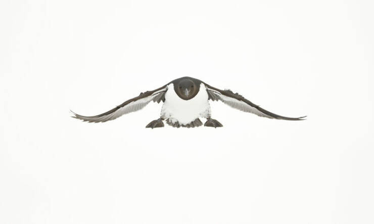 Stunning Images Show The Secret World of Wild Birds