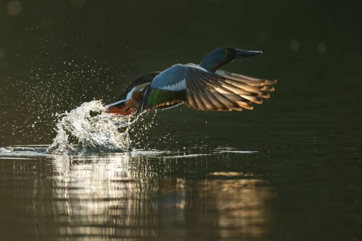 Stunning Images Show The Secret World of Wild Birds