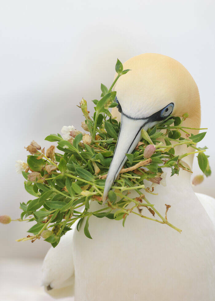 Stunning Images Show The Secret World of Wild Birds