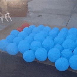 Daily Gifdump Daily Gifdump